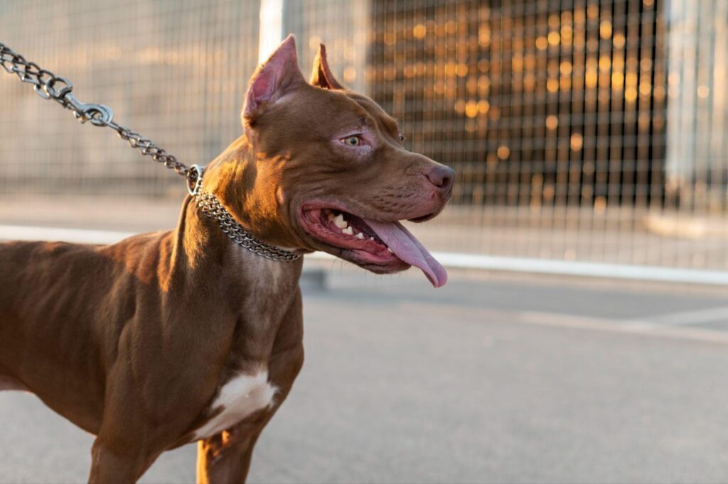 Snarling dog straining against leash, showcasing aggressive behavior.