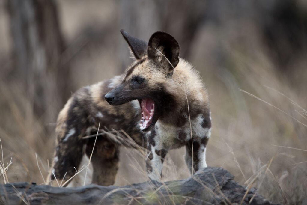 Close-up shot of a wild dog with its mouth wide open, showing its sharp teeth and intense expression.