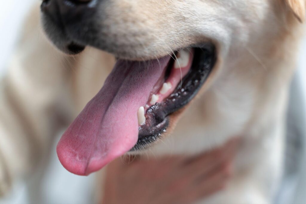 Close-up of a dog's mouth showing its teeth, highlighting the concept of dog bite incidents and the owner's responsibility for pet behavior.