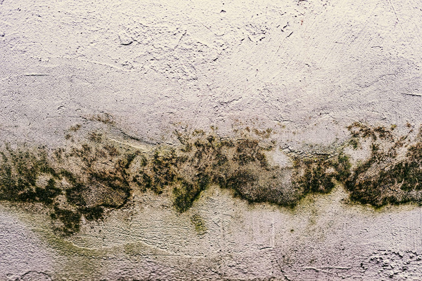 Toxic mold growing on a wall, with dark patches visible, symbolizing hazardous living conditions. This image relates to toxic mold exposure, emphasizing the health risks involved and the legal remedies available for affected individuals.