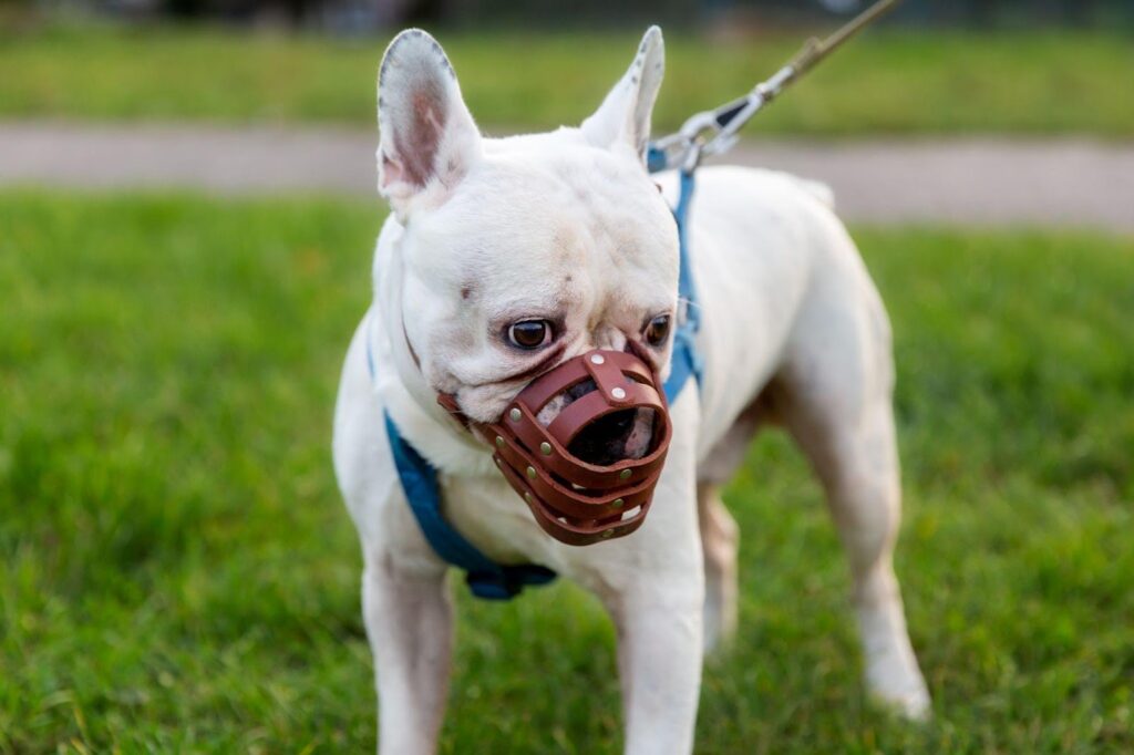 A dog wearing a muzzle, symbolizing safety precautions. This image relates to aggressive dogs, highlighting owner liability and the impact of breed-specific legislation in managing risks and ensuring public safety.