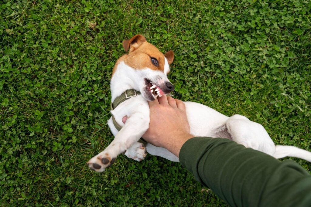 Small dog playfully biting a person's hand while lying on grass, symbolizing scenarios involving dog bite injuries and the legal rights of children and minors.