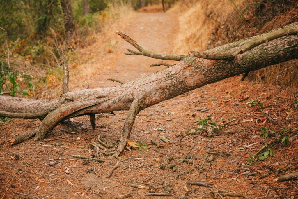 A fallen tree blocking a path, symbolizing potential hazards. This image relates to tree and branch falls, highlighting property owner liability and negligence in maintaining safe environments.