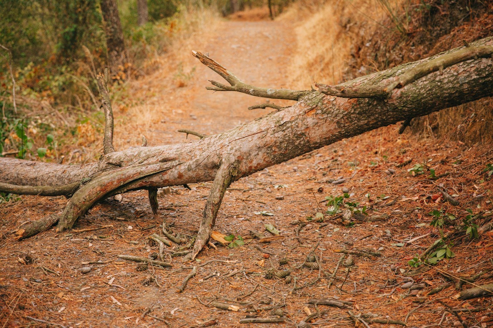 A fallen tree blocking a path, symbolizing potential hazards. This image relates to tree and branch falls, highlighting property owner liability and negligence in maintaining safe environments.