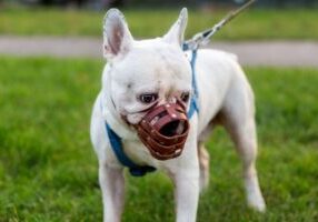 A dog wearing a muzzle, symbolizing safety precautions. This image relates to aggressive dogs, highlighting owner liability and the impact of breed-specific legislation in managing risks and ensuring public safety.