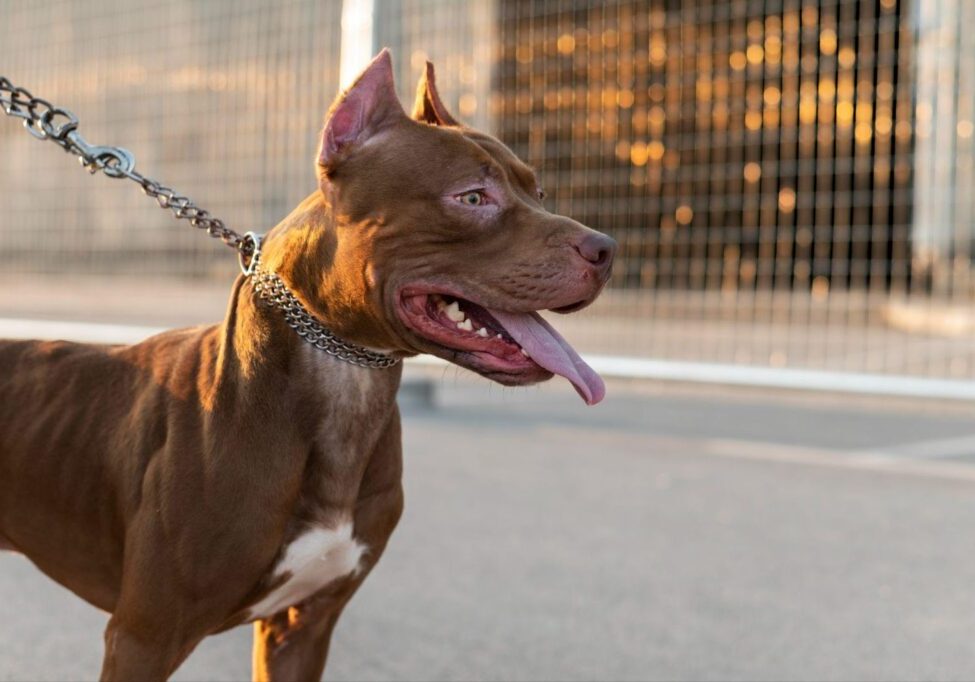 Snarling dog straining against leash, showcasing aggressive behavior.