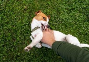 Small dog playfully biting a person's hand while lying on grass, symbolizing scenarios involving dog bite injuries and the legal rights of children and minors.