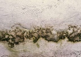 Toxic mold growing on a wall, with dark patches visible, symbolizing hazardous living conditions. This image relates to toxic mold exposure, emphasizing the health risks involved and the legal remedies available for affected individuals.