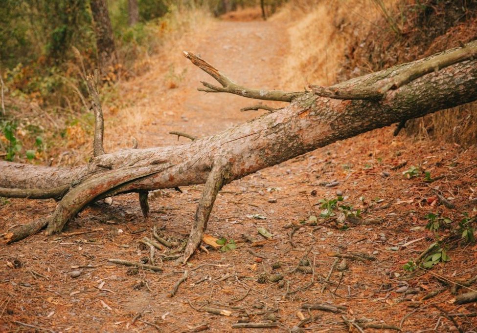 A fallen tree blocking a path, symbolizing potential hazards. This image relates to tree and branch falls, highlighting property owner liability and negligence in maintaining safe environments.